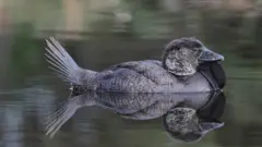 Австралийская мускусная утка