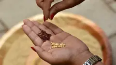 Grãos em mão humana