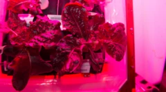 ผักกาด Red romaine lettuce ที่เพาะปลูกสำเร็จบนสถานีอวกาศนานาชาติ
