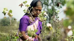 कापूस उत्पादक शेतकरी