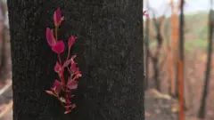 جوانه های سبز در دل آتشی که مناطق ساحلی استرالیا را برگرفت