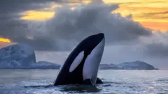 Orca en aguas de Noruega