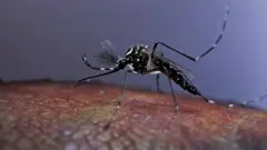 মশা