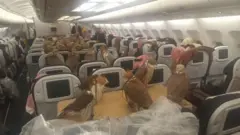 بازان