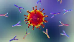 Antibodies attacking the SARS-Covid-2 virus