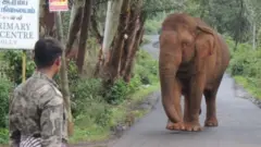 বন্য হাতি গনেশান