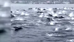 ਅਕਸਰ ਛੋਟੇ ਝੁੰਡਾਂ ਵਿੱਚ ਸਫ਼ਰ ਕਰਨ ਵਾਲੀਆਂ ਡੌਲਫਿਨਾਂ ਕੈਲੀਫੋਰਨੀਆ ਦੇ ਲਾਗੁਨਾ ਬੀਚ 'ਚ ਇੱਕ ਵਿਸ਼ਾਲ ਝੁੰਡ ਵਿੱਚ ਸਫ਼ਰ ਕਰਦੀਆਂ ਨਜ਼ਰ ਆਈਆਂ।