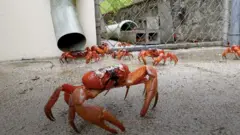 Red crab