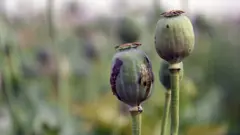 افزایش چشمگیر تولید تریاک در افغانستان با استفاده از انرژی خورشیدی