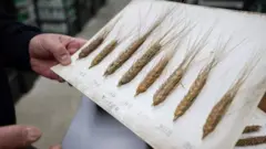 100 йиллик буғдой архиви.