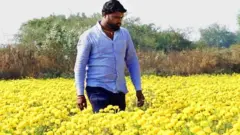 बीड, प्रवीण जगताप, झेंडू, शेती, शेतकरी