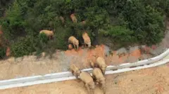 在中國南部的雲南省，15頭遷徙的野生亞洲象持續引發人們關注。這只「大象部隊」罕見從棲息地西雙版納的保護區走出，一路北上400公里，穿越多個城鎮，目前距離人口稠密的省城昆明不到100公里。