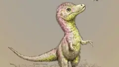 Baby tyrannosaur