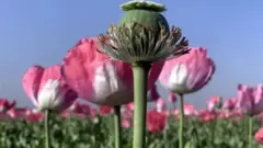 کوکنار