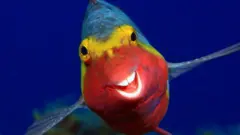 Похоже, эта рыба-попугай sparisoma cretenseс Канарских островов всегда пребывает в хорошем настроении