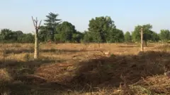 Burial ground file