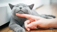 gatos, animales, ciencia
