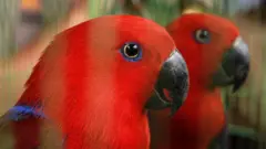 Black-capped lories