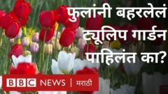 Tulip Garden