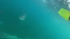 Tubarão na Austrália