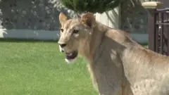 كيف يعيش أسد بين سكان دهوك؟