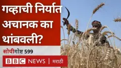 गहू निर्यात, अन्नधान्य स्वयंपूर्णता