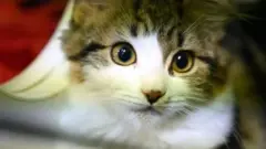 Kedi