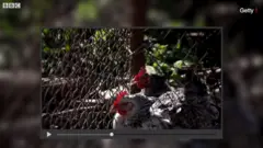 हलाल या हराम