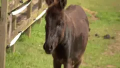خر