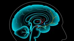 Illustration d'un cerveau