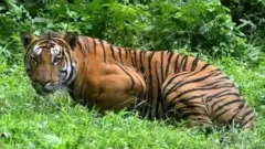 वाघ, वाघीण, प्राणी, जंगलं, पर्यावरण