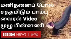 பாம்பு