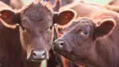 नायजेरिया, गाय