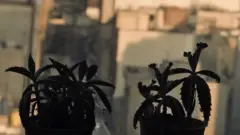 محسن، مخاطب بی‌بی‌سی فارسی، می‌گوید آنقدر هوا کثیف است که حتی دلش نمی‌آید کاکتوس‌های خود را بیرون بگذارد هوا بخورد.