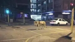 zakuna a rasha