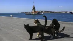 kucing, virus corona, pandemi