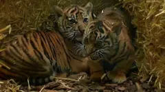 දුර්ලභ සුමාත්‍රා ව්‍යාඝ්‍ර පැටවුන් ජර්මානු සත්වෝද්‍යානයේ දී පළමු වරට මහජන ප්‍රදර්ශනයට