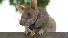 Magawa the giant African pouched rat