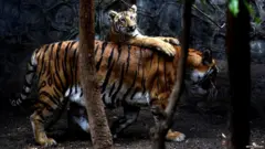बाघ