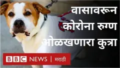 कुत्रे