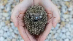 A hedgehog all curled up