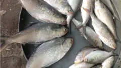 ইলিশ মাছ বিক্রির জন্য সাজিয়ে রাখা হয়েছে