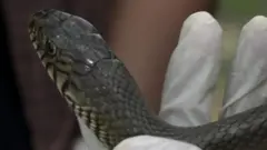 పాములు