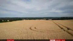 اوکرايين غنم