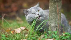 Gato come hierba.