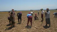 Поп тумани пахта даласидаги болалар