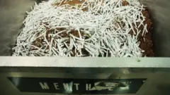 производство ментоловых сигарет