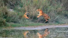 संरक्षित क्षेत्रमा बाघहरू।