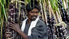 ऊसाची नवीन जात शोधायला 15 ते 17 वर्षं का लागतात?