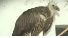 गिद्ध